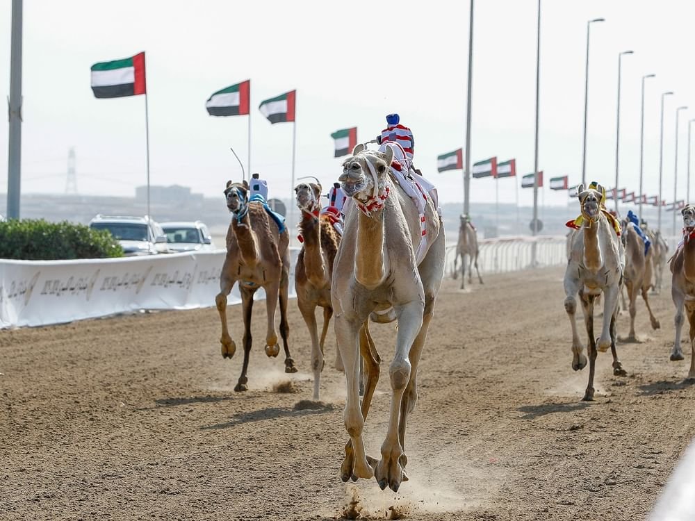 منافسات "جائزة زايد" الكبرى لسباقات الهجن تنطلق الاثنين المقبل في الوثبة 1 منافسات "جائزة زايد" الكبرى لسباقات الهجن تنطلق الاثنين المقبل في الوثبة