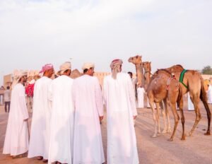 مزاينة سويحان بمهرجان الظفرة تسجل دخول 339 مطية في يومها الأول
